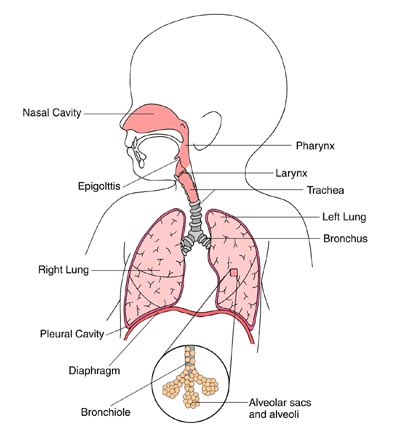 When someone comes down with pneumonia, their air sacs in the lungs fill with pus and other liquid.